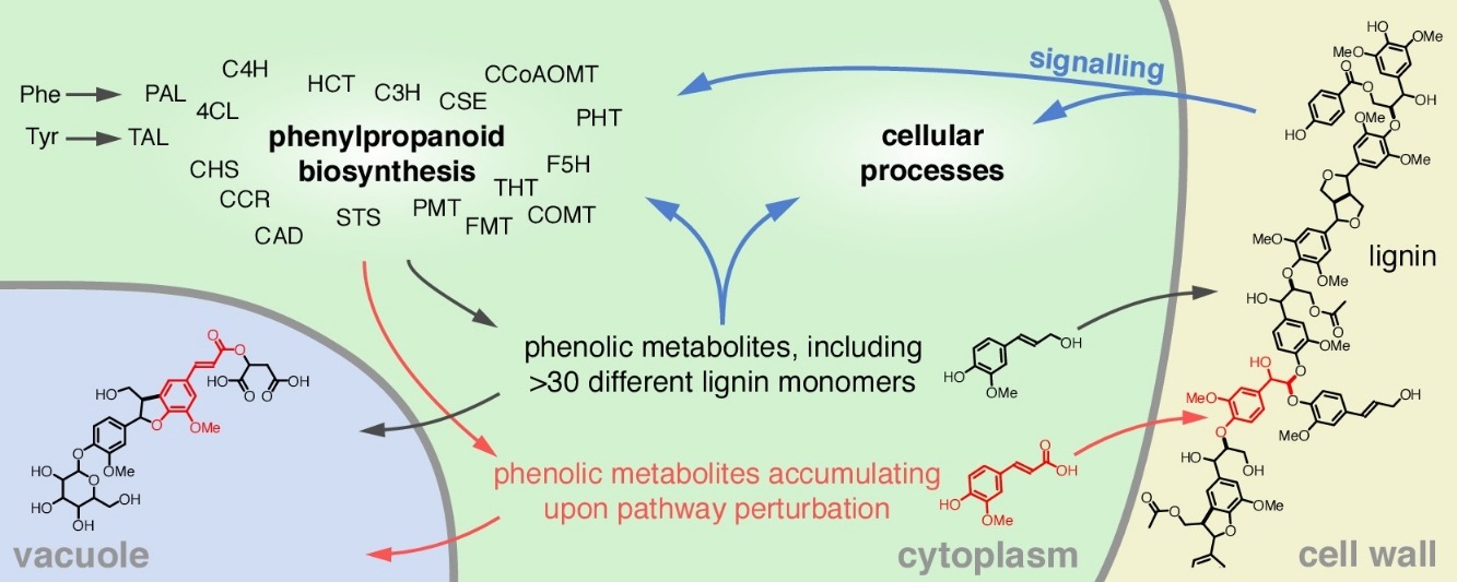 Lignin biosynthesis