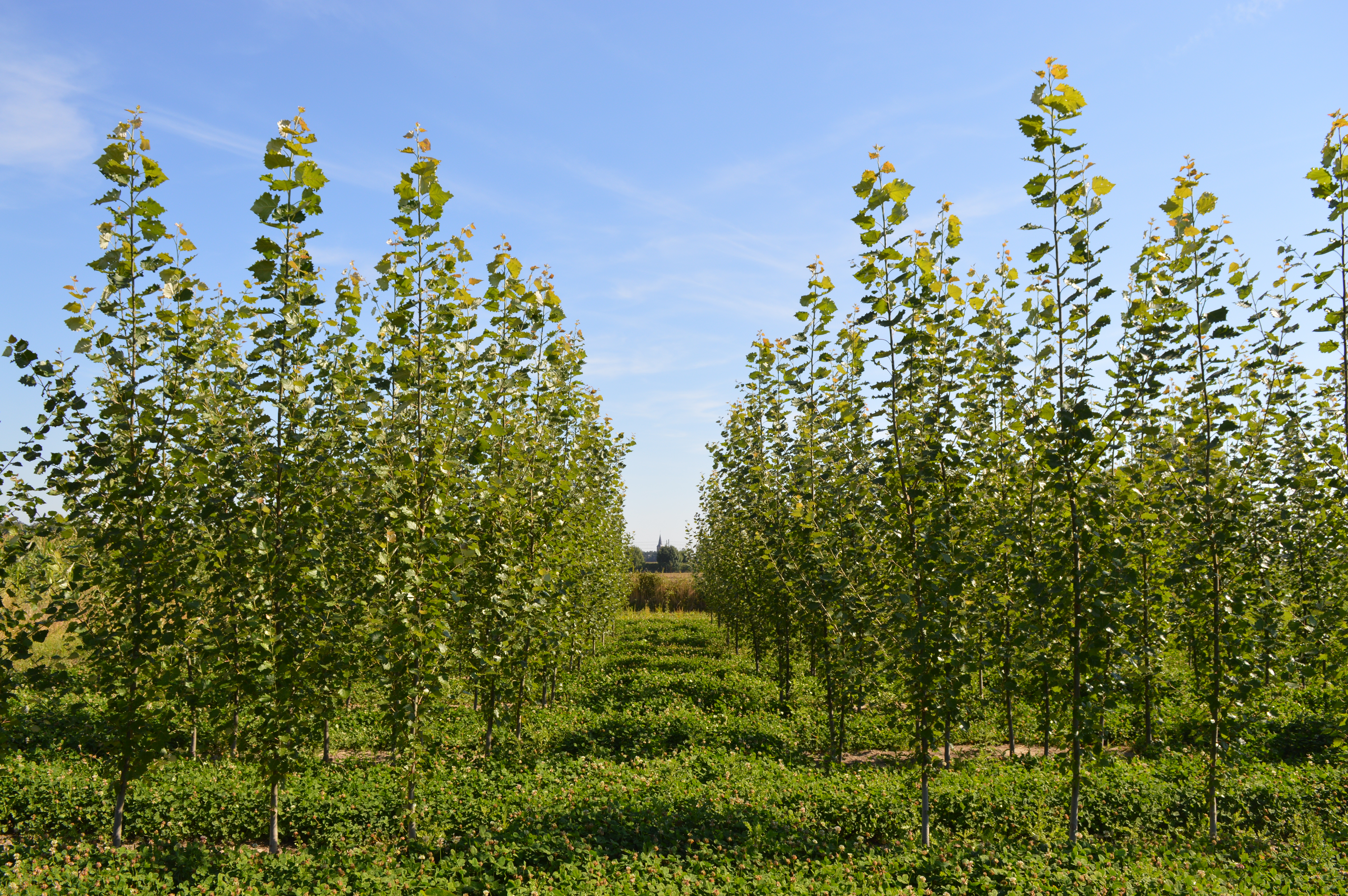 Translational research in bio-energy crops