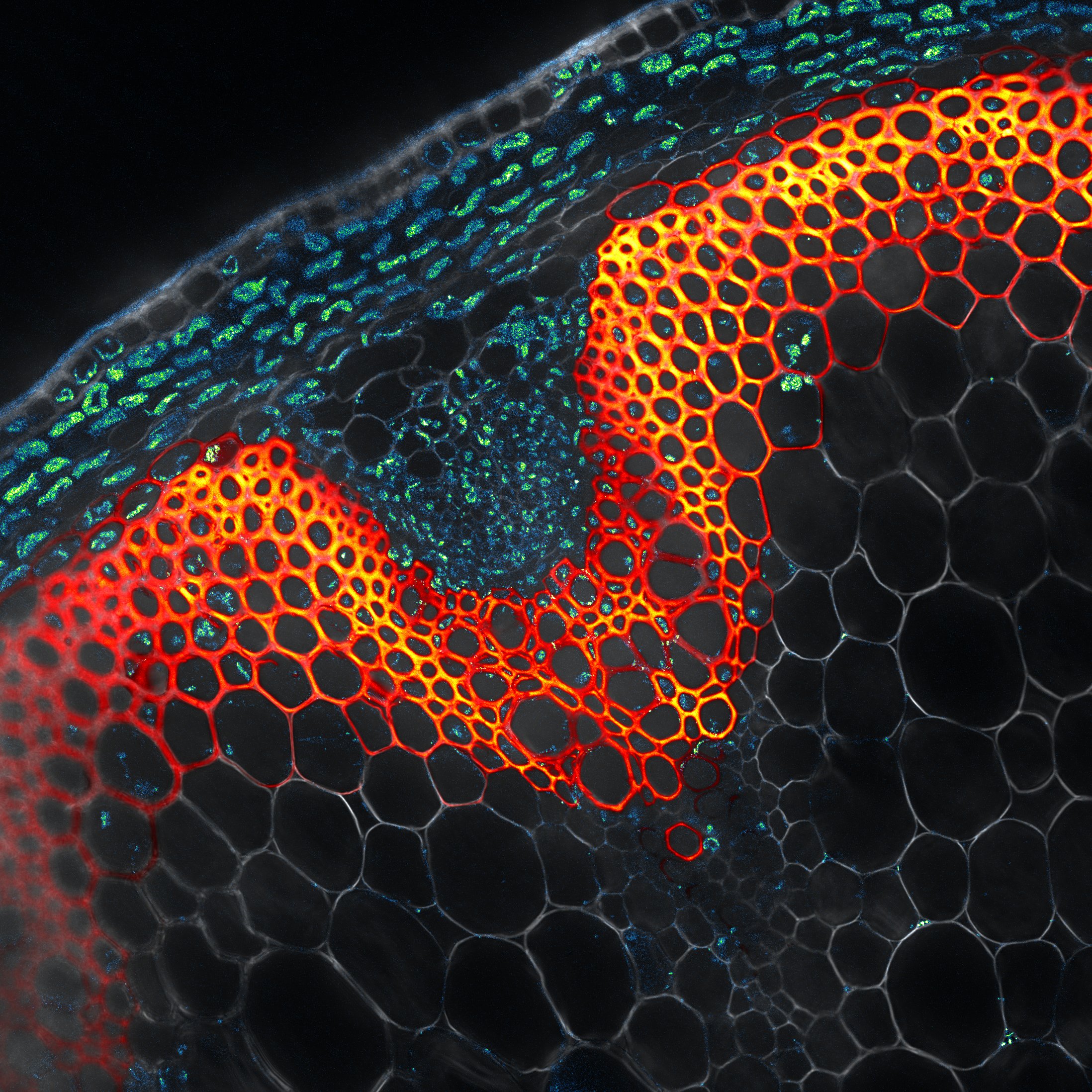 Presence of scopoletin in Arabidopsis xylem.