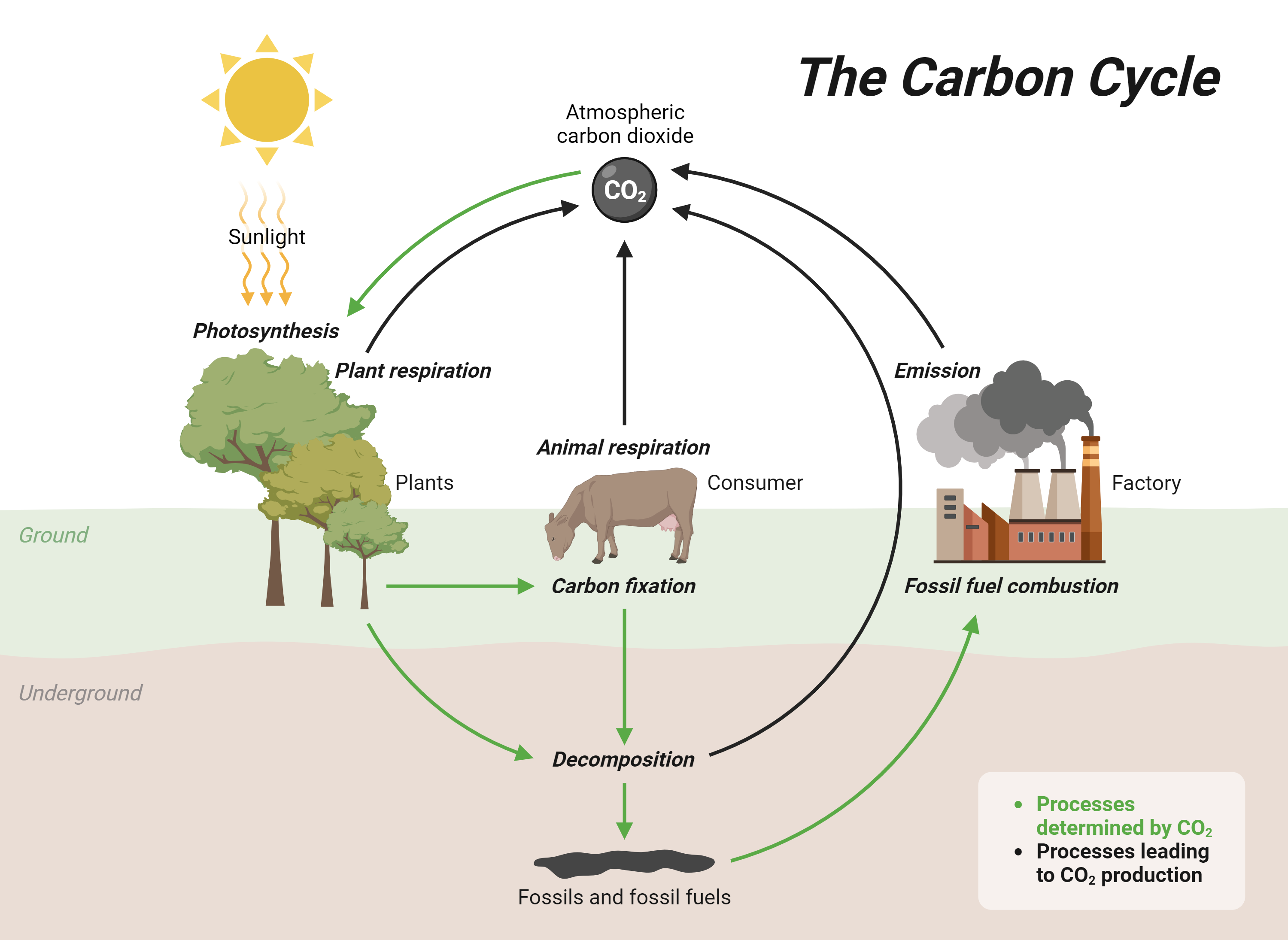 Carbon cycle generated with Biorender.