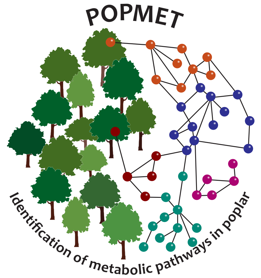 Large-scale identification of secondary metabolites, metabolic pathways and their genes in the model tree poplar.