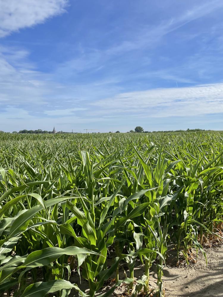 Translational research in bio-energy crops