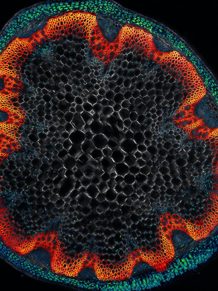 Presence of scopoletin in Arabidopsis xylem.