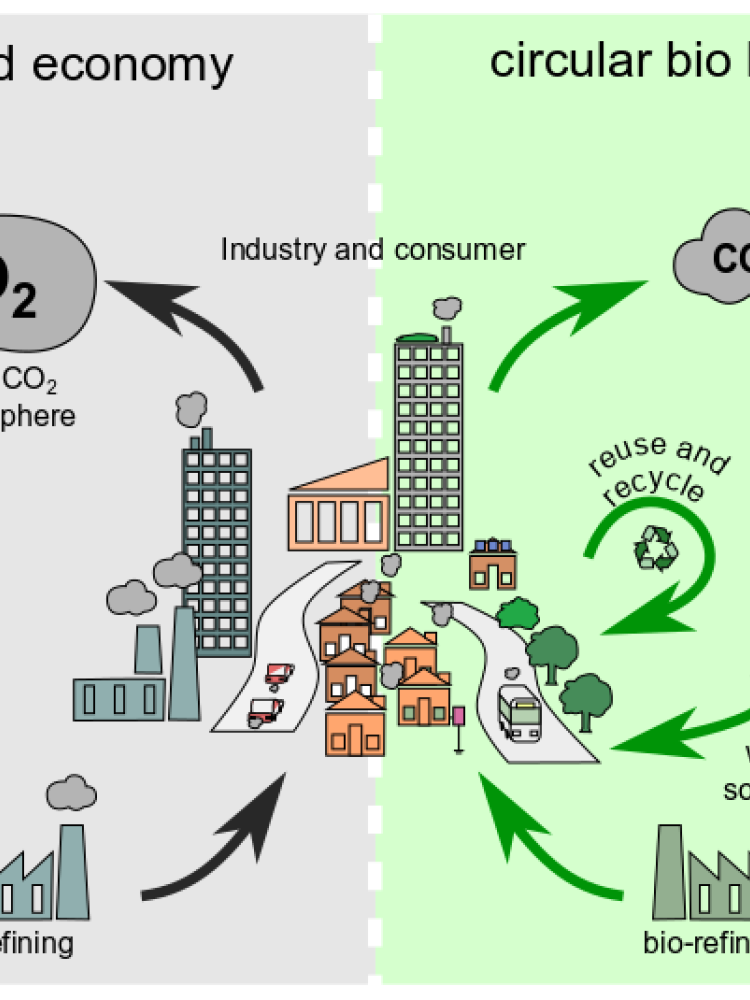 Fossil versus circular bio based economy