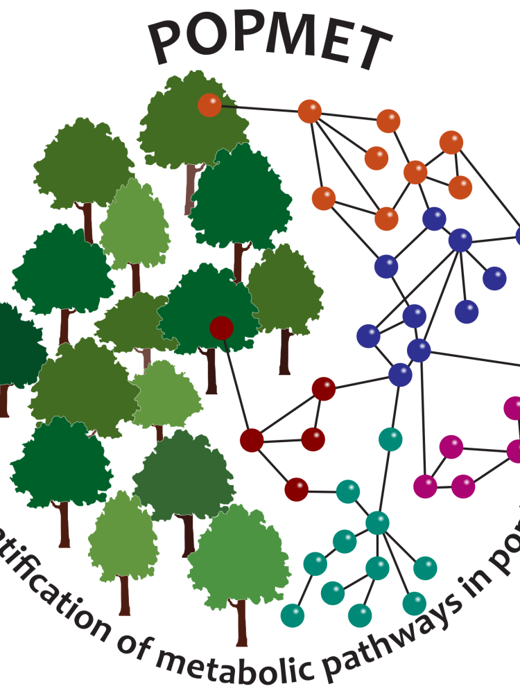 Large-scale identification of secondary metabolites, metabolic pathways and their genes in the model tree poplar.